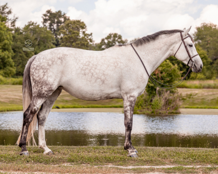 HorseID: 2298391 Four Farthings Rosemary - PhotoID: 1079142