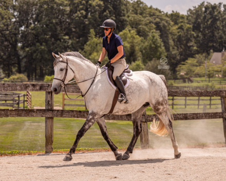 HorseID: 2298391 Four Farthings Rosemary - PhotoID: 1079143