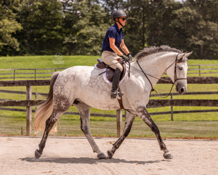 HorseID: 2298391 Four Farthings Rosemary - PhotoID: 1079144