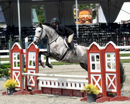 HorseID: 2298391 Four Farthings Rosemary - PhotoID: 1079145