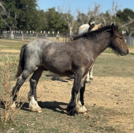 HorseID: 2298411 Finn - PhotoID: 1082460