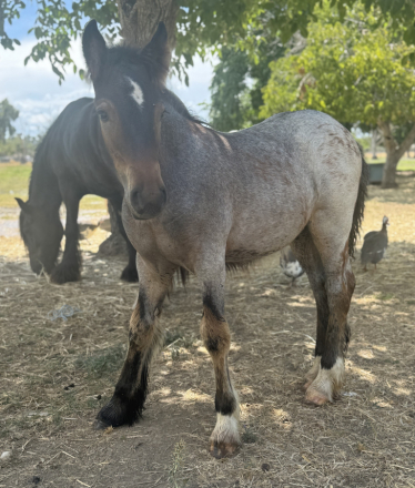 HorseID: 2298411 Finn - PhotoID: 1082461