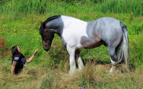 HorseID: 2298411 Finn - PhotoID: 1082462