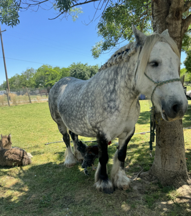 HorseID: 2298411 Finn - PhotoID: 1082463