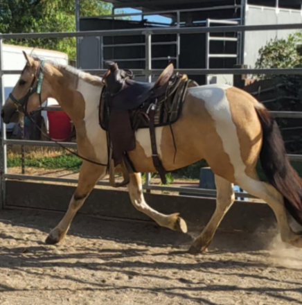 HorseID: 2298413 Bliss - PhotoID: 1079159