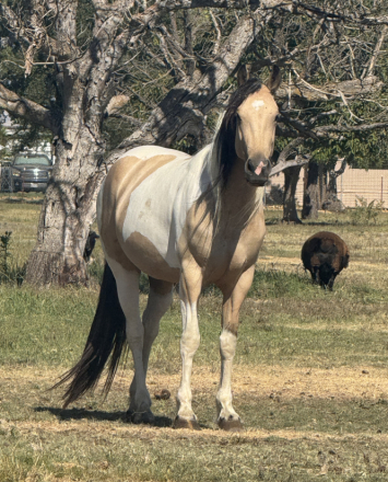 HorseID: 2298413 Bliss - PhotoID: 1079160