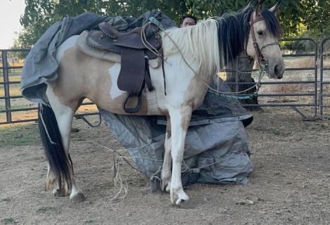 HorseID: 2298413 Bliss - PhotoID: 1079161