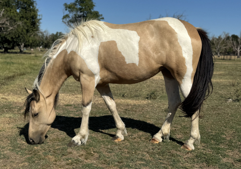 HorseID: 2298413 Bliss - PhotoID: 1079162