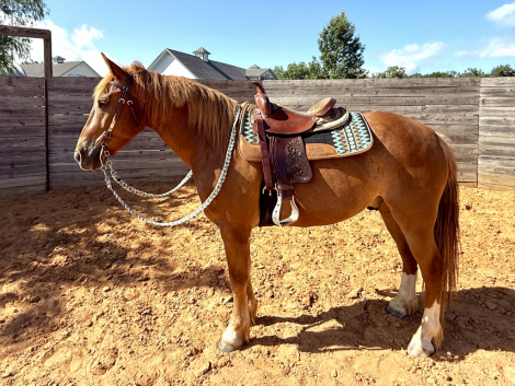 HorseID: 2298515 Cody - PhotoID: 1079320