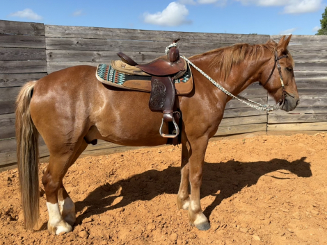 HorseID: 2298515 Cody - PhotoID: 1079321