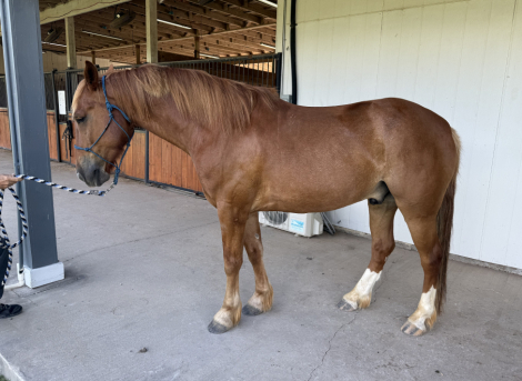 HorseID: 2298515 Cody - PhotoID: 1079322