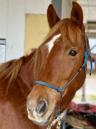 HorseID: 2298515 Cody - PhotoID: 1079323