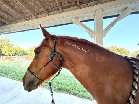 HorseID: 2298515 Cody - PhotoID: 1082051