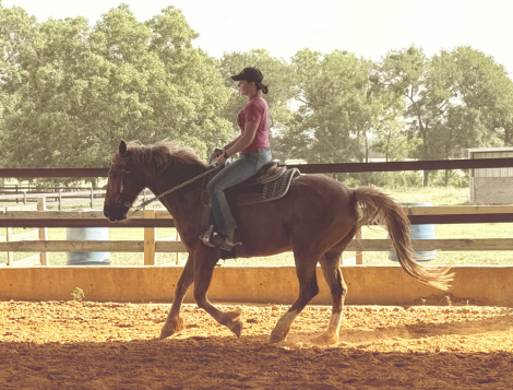 HorseID: 2298515 Cody - PhotoID: 1082052