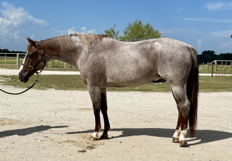 HorseID: 2298530 FASHION FINALE - PhotoID: 1079862