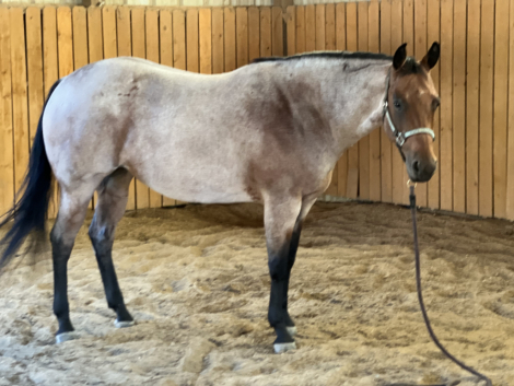 HorseID: 2298633 JL Baylees N Coffee - PhotoID: 1079479