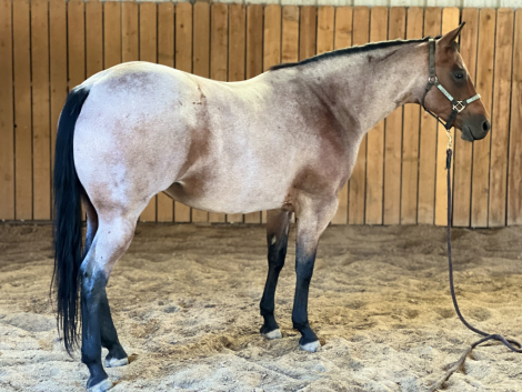 HorseID: 2298633 JL Baylees N Coffee - PhotoID: 1079480