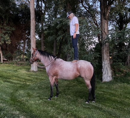 HorseID: 2298633 JL Baylees N Coffee - PhotoID: 1079481