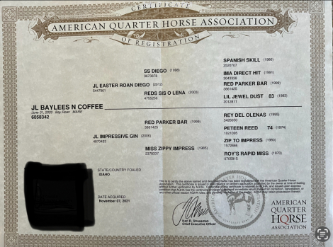 HorseID: 2298633 JL Baylees N Coffee - PhotoID: 1079482