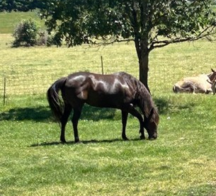 HorseID: 2298698 Miss Dee - PhotoID: 1079569