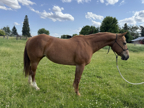 HorseID: 2298890 UMBRELLA AUTUMN BOON - PhotoID: 1079848