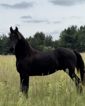 HorseID: 2298933 Moonshine - PhotoID: 1079907