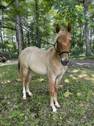 HorseID: 2298965 Nesteas Rayna - PhotoID: 1079949