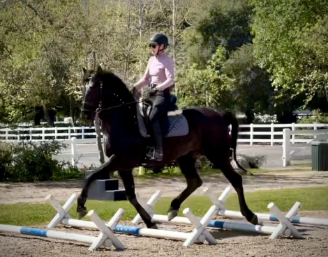 HorseID: 2299012 Totilas - PhotoID: 1079998