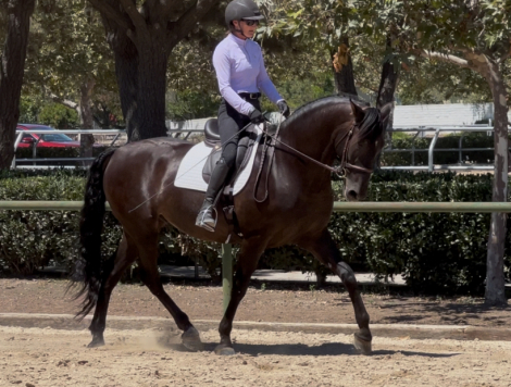 HorseID: 2299012 Totilas - PhotoID: 1082722