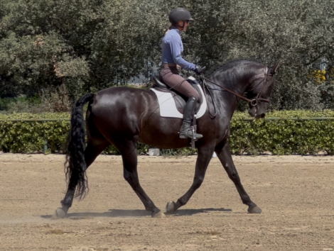 HorseID: 2299012 Totilas - PhotoID: 1082723