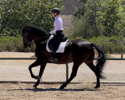 HorseID: 2299012 Totilas - PhotoID: 1082724