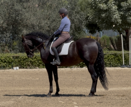 HorseID: 2299012 Totilas - PhotoID: 1082725