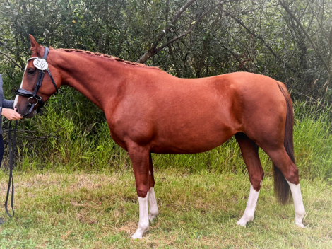 HorseID: 2299068 VG Angelic Melody - PhotoID: 1080104