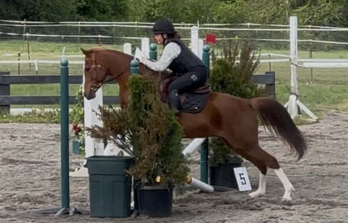 HorseID: 2299068 VG Angelic Melody - PhotoID: 1080106