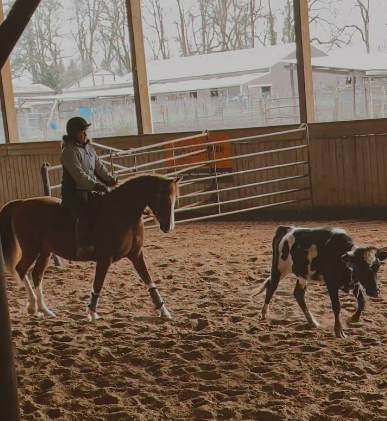 HorseID: 2299068 VG Angelic Melody - PhotoID: 1080107