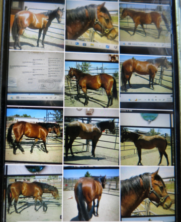 HorseID: 2299076 BlackBurnPocoCowboy - PhotoID: 1080113