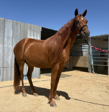 HorseID: 2299438 Witchs Charm - PhotoID: 1080869