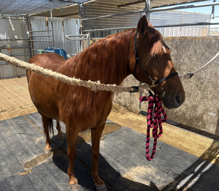 HorseID: 2299438 Witchs Charm - PhotoID: 1080870