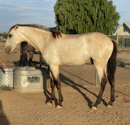 HorseID: 2299443 El Suspiro - PhotoID: 1081317