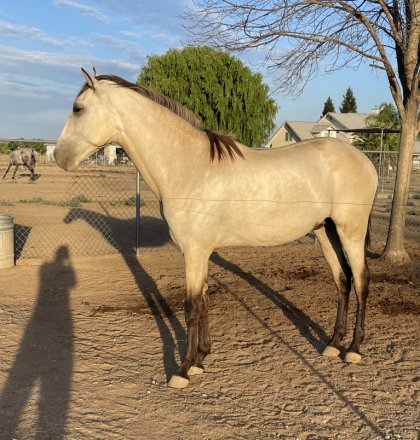 HorseID: 2299443 El Suspiro - PhotoID: 1081318