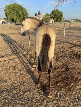 HorseID: 2299443 El Suspiro - PhotoID: 1081319