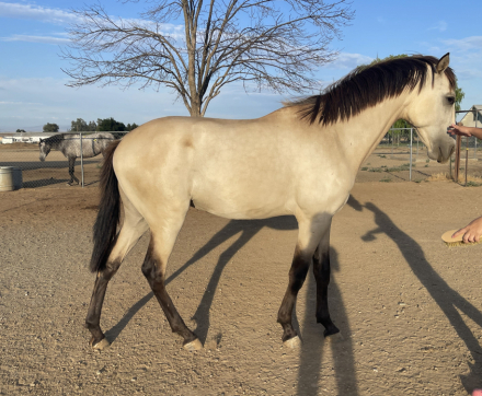 HorseID: 2299443 El Suspiro - PhotoID: 1081320