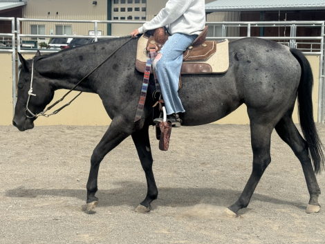 HorseID: 2299453 JC Dandy Valentine - PhotoID: 1080684