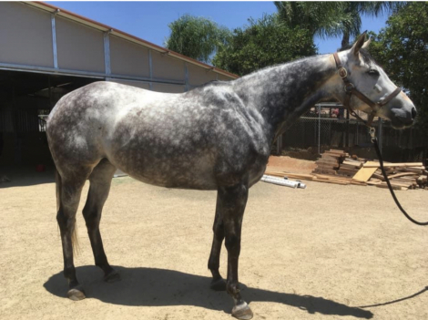 HorseID: 2299483 Hop - PhotoID: 1080731