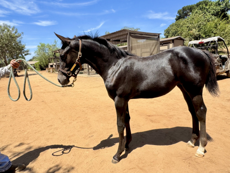 HorseID: 2299483 Hop - PhotoID: 1082578