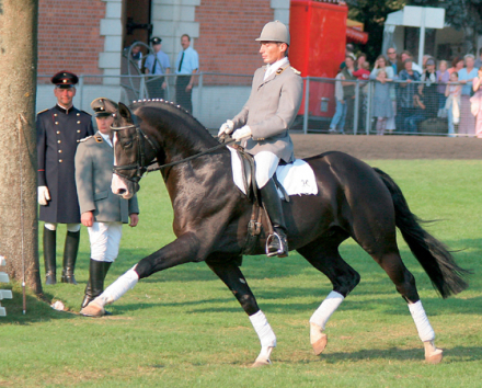 HorseID: 2299483 Hop - PhotoID: 1082579