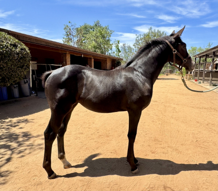 HorseID: 2299483 Hop - PhotoID: 1082580