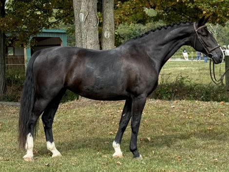 HorseID: 2299506 Linova - PhotoID: 1080760