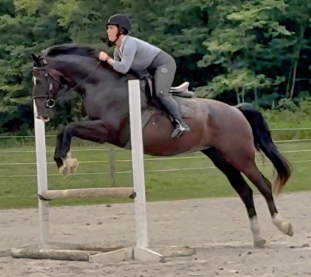 HorseID: 2299506 Linova - PhotoID: 1082726