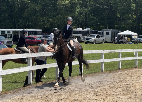 HorseID: 2299506 Linova - PhotoID: 1082727